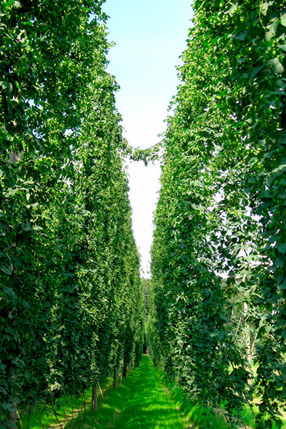 about inset image mobile